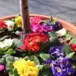 Bellevue Main Street in bloom