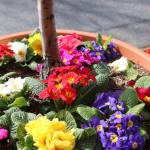 Bellevue Main Street in bloom