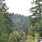 Newcastle, Renton push back against logging near Cougar Mountain