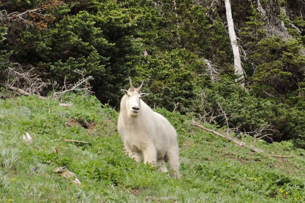 Olympic National Park Goat Management Plan includes lethal removal ...