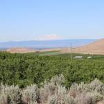 Mt. Adams is visible in the distance above fields of fruit trees in the lower Yakima Valley. Kachess Lake is one of the lakes which provides irrigation water to the valley. A drought pump could be installed which could reduce the lakes recreation appeal for campers. Aaron Kunkler/Staff photo