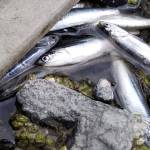 Hundreds of smelt wash ashore in Liberty Bay