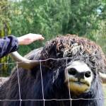 Rogue the bull allows some petting from Yaks in the Cradle farmer Patricia Young. (Diane Urbani de la Paz/for Peninsula Daily News)