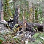 The remains of the cabin that burned Sunday morning, leaving a family of five dead. (Jesse Major/Peninsula Daily News)