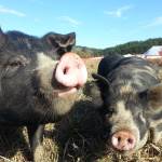 Pigs on Hidden River Farms. Photo by Lucia Wyss