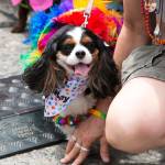 Seattle Humane to celebrate Seattle Pride with doggie drag event