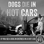 Police remind residents of heat saftey for pets