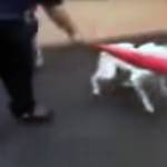 A video has surfaced which shows a trainer at Bothells Academy of Canine Behavior hitting a dog with a plastic bat.