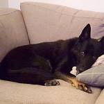 Jack enjoys his retirement while resting on the couch. Photo courtesy of the Bellevue Police Department and detective Alex Slusser