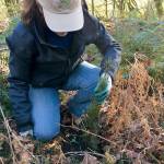 A Master Naturalist volunteer helps out during a Stewardship Saturday event. Master Naturalists volunteer on environmental projects all year. Courtesy Photo.
