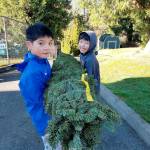 Aiden Yin and Joshua Zhao carry a tree to the lot for the Boy Scout Troop 626 of Bellevue 36th annual Christmas tree sale fundraiser. Courtesy of Jon Trohimovich.