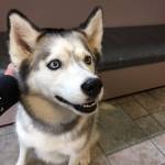 This Alaskan Husky named Zoey was reunited with her owner thanks to a pet license. Photo courtesy of the Bellevue Police Department
