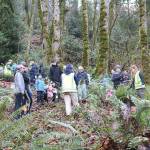 Around 70 attendees volunteered to plant conifer trees on Jan. 21 for MLK day. Stephanie Quiroz/staff photo.