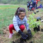 Stephanie Quiroz/staff photo                                Samaya Ngudup, 6, of Bothell helped plant three rose bushes at the city of Bellevues Arbor Day-Earth Day celebration on April 20.