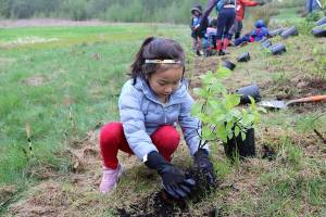 Stephanie Quiroz/staff photo                                Samaya Ngudup, 6, of Bothell helped plant three rose bushes at the city of Bellevues Arbor Day-Earth Day celebration on April 20.