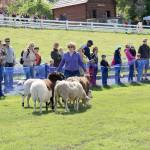 Above: Attendees watching a sheep herding demonstration at the Sheep Shearing event at Kelsey Creek Farm on April 27. Left: Families watch Kelsey Creek Farm sheep receive their yearly haircut on April 27.