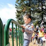 Families watch Kelsey Creek Farm sheep receive their yearly haircut on April 27. Stephanie Quiroz/staff photo