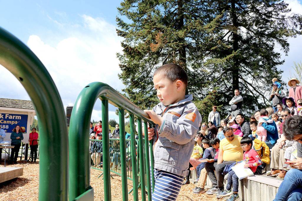Families watch Kelsey Creek Farm sheep receive their yearly haircut on April 27. Stephanie Quiroz/staff photo