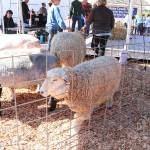 Sheep at Kelsey Creek Farm received their yearly haircut on April 27. Stephanie Quiroz/staff photo