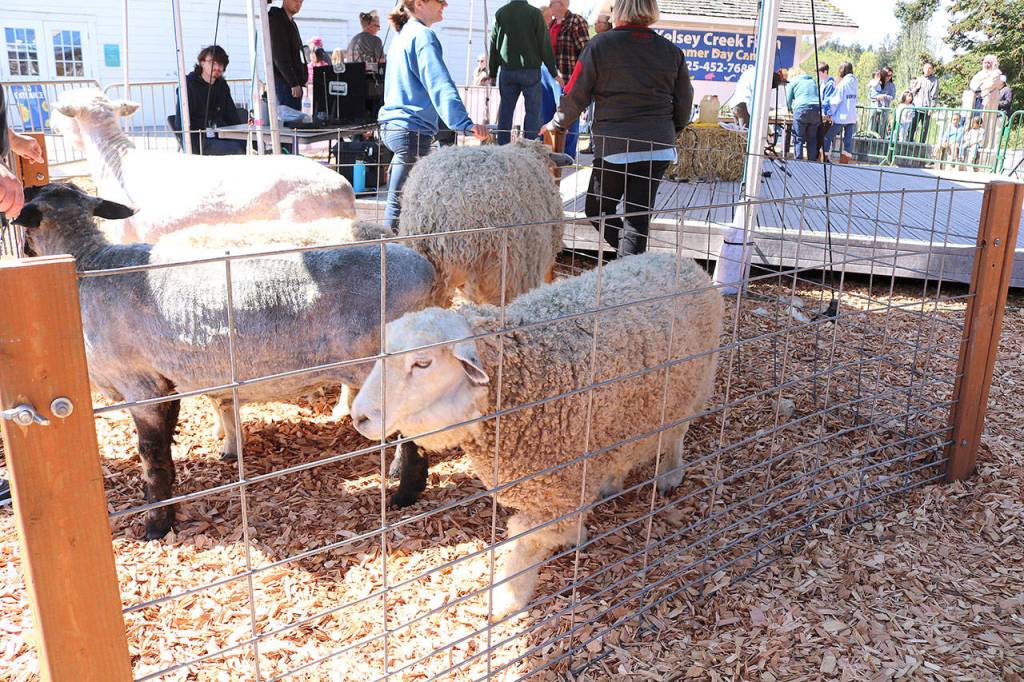 Sheep at Kelsey Creek Farm received their yearly haircut on April 27. Stephanie Quiroz/staff photo