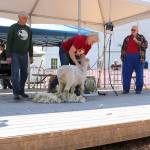Sheep at Kelsey Creek Farm receive yearly haircuts. Attendees participated in hands-on activities with wool from the sheep. Stephanie Quiroz/staff