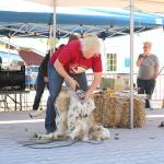 Stephanie Quiroz/staff photo                                 Star, a 13-year-old sheep gets a haircut at the annual sheep shearing event at Kelsey Creek Farm on April 27.