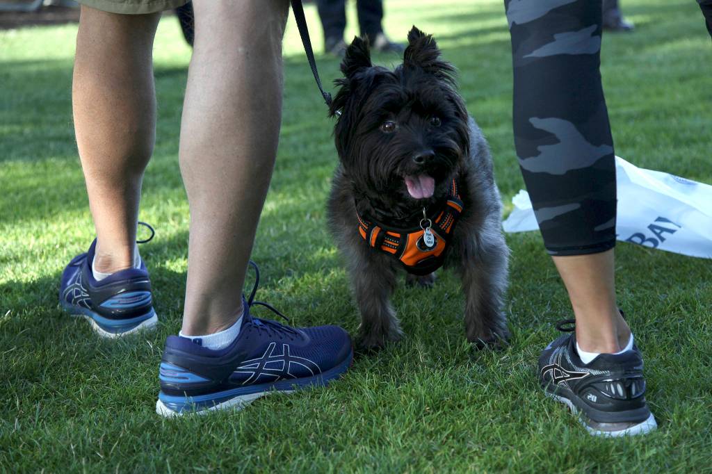 Observe as you walk: Bellevue kicks off Paws on Patrol program