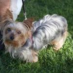 Observe as you walk: Bellevue kicks off Paws on Patrol program