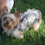 Observe as you walk: Bellevue kicks off Paws on Patrol program