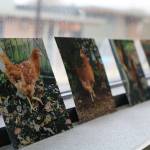 Pictures of chickens are displayed in the break room at Rebellyous. Aaron Kunkler/staff photo