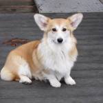 Car hijacked in Bellevue with corgi inside