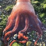 A sea creature found on the beach at Ebeys Landing may be a Haliphron atlanticus, or seven-armed octopus, scientists have theorized. (Ron Newberry)