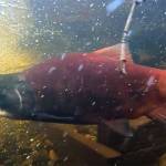Freshwater variety of kokanee salmon from Lake Sammamish. 	File photo