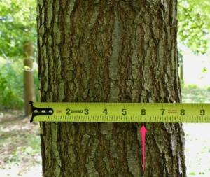 A significant tree, which the city of Bellevue defines as 8 in diameter, takes 25 to 45 years to grow. Courtesy of Trees4Livability.