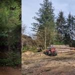 The left photo is on August 2021 taken from Google Maps 360 degrees view. The photo on the right was taken on April 16 and shows the amount of trees that have been removed. Photo courtesy of Jane Gershovich