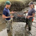 WDFW and Washington Sea Grant collaborating to remove European Green Crabs from Willapa Bay. Photo courtesy of Chase Gunnell. Photo courtesy of Chase Gunnell.