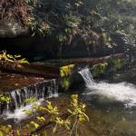 Carey Creek fish culvert in Maple Valley. (Photo by Cameron Sheppard/Sound Publishing)