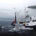 Shon Landon seine fishing for salmon with the crew of the Adventurous. Photo courtesy First Fed