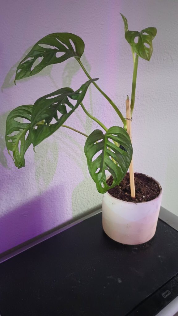 My first Swiss Cheese Monstera from a propagation, this one is named after my grandma Mary who loved to garden. Photo by Bailey Jo Josie/Sound Publishing.
