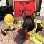 As the company mascot, Molly the French bulldog has helped Moore Construction stand out in a crowded industry. Courtesy Moore Construction