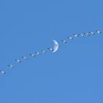 Snow Geese across the Moon by Greta Nehrenberg. Courtesy First Fed