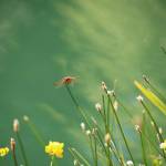 Pond Life by Christine Harmone. Courtesy First Fed