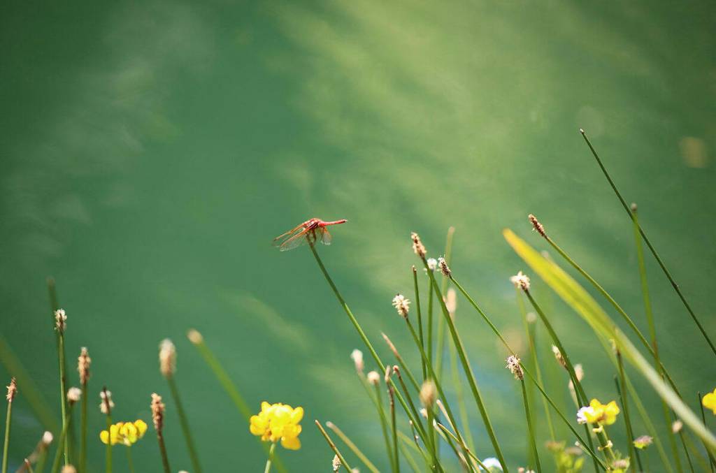 Pond Life by Christine Harmone. Courtesy First Fed