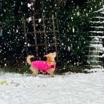 Rowdys first snow, March 13, 2026, in the Snoqualmie Valley. Photo courtesy of Diane Hanson Tatum