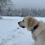 Snow play day March 13 at Tanner Landing Park in North Bend. Photo courtesy of Stacy Garfield