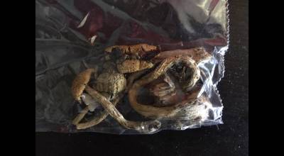 A bag containing 1.5 grams of dried psilocybe cubensis mushrooms. Courtesy photo/Wikipedia Commons