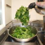Photo by Bailey Jo Josie/Sound Publishing.
Nettles sting, but not after Chef Jason Vickers of Natoncks Metsu prepares them for soaking and blanching in his Renton kitchen he shares with other local cooking companies like Rain City and Liiv for Flavor.