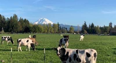 Enumclaws Krainick Dairy is one of the remaining dairy farms on the Plateau; they produce upward of 9,000 gallons of milk a day for Darigold. Photo courtesy Krainick Dairy
