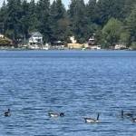 PHOTO BY KEVIN HANSON The waters of Lake Sawyer are home to geese and much of the shoreline is in private hands. For hikers, this is one of the last lake views before heading into the woods.
