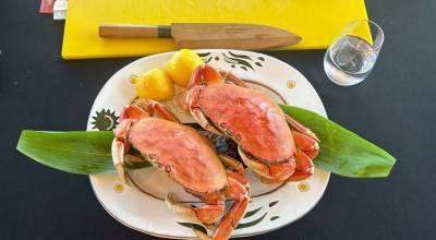 Two Dungeness crabs. Photo courtesy of Mindy Stern